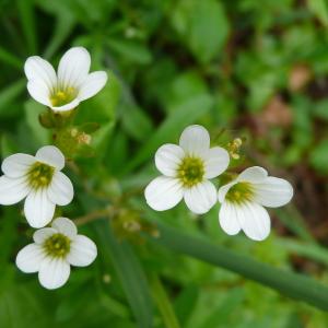 Photographie n°2303427 du taxon Saxifraga granulata L. [1753]