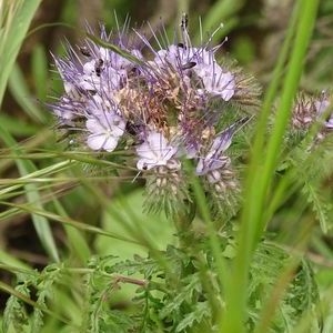  - Phacelia tanacetifolia Benth. [1837]