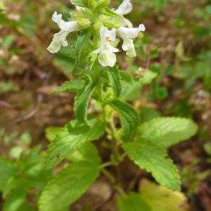 Photographie n°2303459 du taxon Stachys annua (L.) L. [1763]