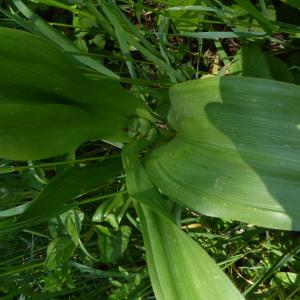 Photographie n°2303478 du taxon Colchicum autumnale L. [1753]