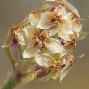 Plantago amplexicaulis Cav.