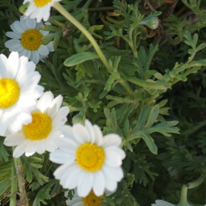 Photographie n°2303529 du taxon Anthemis tomentosa L. [1753]