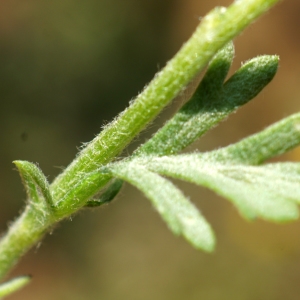  - Anthemis tomentosa L. [1753]