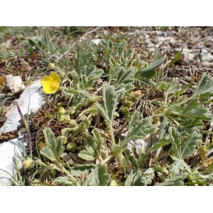 Potentilla cinerea subsp. velutina (Lehm.) Nyman