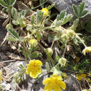 Photographie n°2303586 du taxon Potentilla velutina Lehm. [1835]