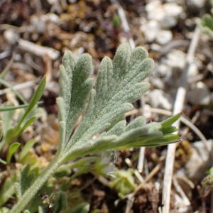 Photographie n°2303587 du taxon Potentilla velutina Lehm. [1835]