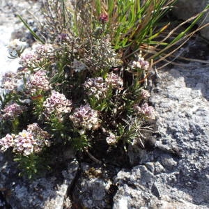 Photographie n°2303655 du taxon Iberis saxatilis L.