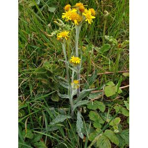 Cineraria lanceolata var. candida Corb. (Séneçon blanc)