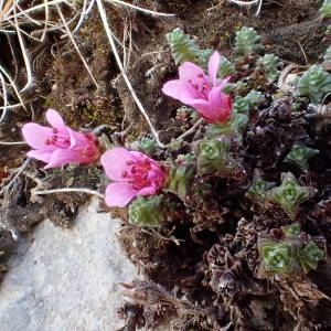 Photographie n°2303691 du taxon Saxifraga oppositifolia L. [1753]