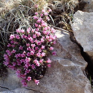 Photographie n°2303692 du taxon Saxifraga oppositifolia L. [1753]