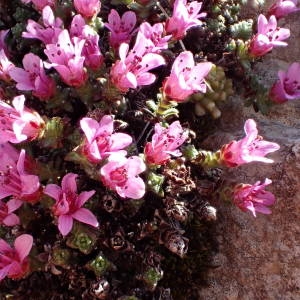 Photographie n°2303693 du taxon Saxifraga oppositifolia L. [1753]