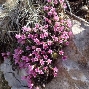 Photographie n°2303694 du taxon Saxifraga oppositifolia L. [1753]