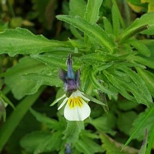 Photographie n°2303712 du taxon Viola arvensis Murray [1770]