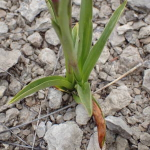 Photographie n°2303713 du taxon Gymnadenia conopsea (L.) R.Br. [1813]