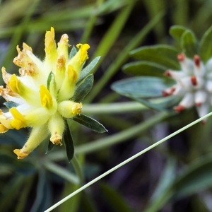 Photographie n°2303715 du taxon Anthyllis vulneraria L. [1753]