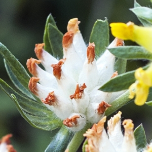 Photographie n°2303717 du taxon Anthyllis vulneraria L. [1753]