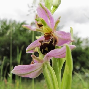 Photographie n°2303720 du taxon Ophrys apifera Huds. [1762]