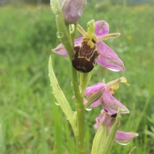 Photographie n°2303722 du taxon Ophrys apifera Huds. [1762]