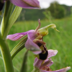 Photographie n°2303723 du taxon Ophrys apifera Huds. [1762]