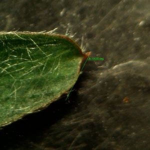 Photographie n°2303761 du taxon Vicia benghalensis L. [1753]