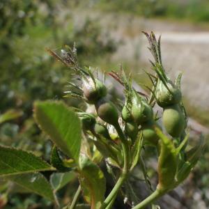 Photographie n°2303771 du taxon Rosa agrestis Savi [1798]