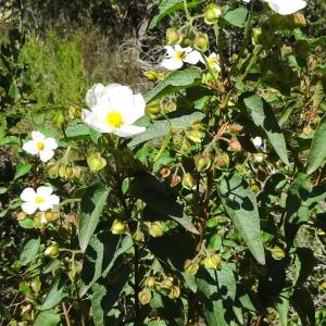 Photographie n°2303842 du taxon Cistus x hybridus Pourr. [1788]