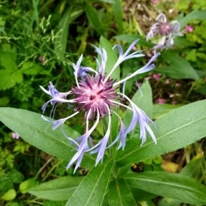 Photographie n°2303850 du taxon Cyanus montanus (L.) Hill [1768]