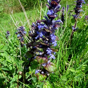 Photographie n°2303854 du taxon Ajuga reptans L. [1753]