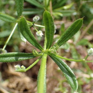 Photographie n°2303856 du taxon Galium aparine L. [1753]