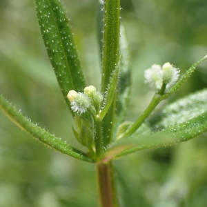 Photographie n°2303860 du taxon Galium aparine L. [1753]