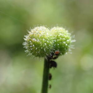 Photographie n°2303861 du taxon Galium aparine L. [1753]