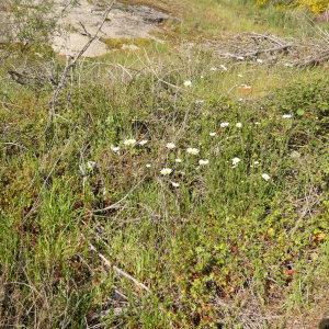 Photographie n°2303911 du taxon Leucanthemum ircutianum DC. [1838]