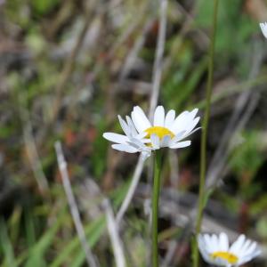 Photographie n°2303913 du taxon Leucanthemum ircutianum DC. [1838]