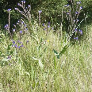 Photographie n°2303945 du taxon Anchusa italica Retz. [1779]