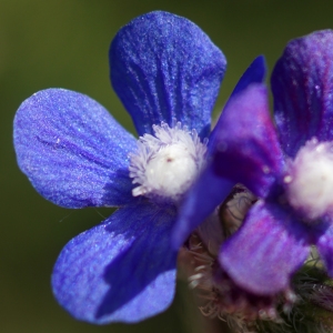 Photographie n°2303947 du taxon Anchusa italica Retz. [1779]