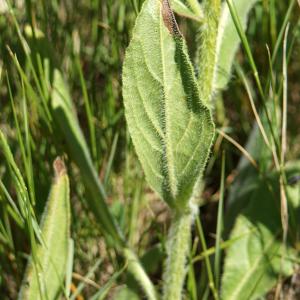 Photographie n°2303952 du taxon Anchusa italica Retz. [1779]