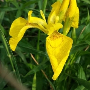 Photographie n°2303969 du taxon Iris pseudacorus L. [1753]