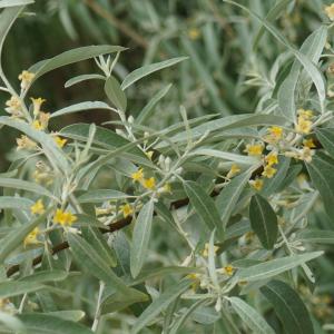 Photographie n°2304009 du taxon Elaeagnus angustifolia L. [1753]