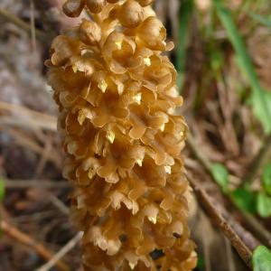 Photographie n°2304031 du taxon Neottia nidus-avis (L.) Rich.