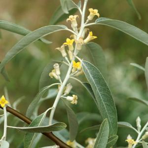 Photographie n°2304035 du taxon Elaeagnus angustifolia L. [1753]