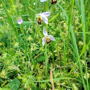 Photographie n°2304070 du taxon Ophrys apifera Huds. [1762]