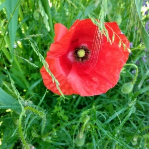 Photographie n°2304075 du taxon Papaver rhoeas L.