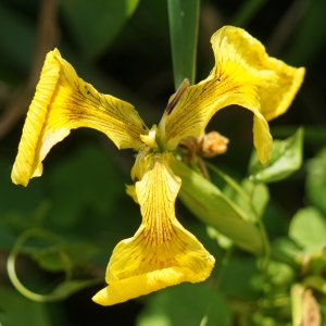 Photographie n°2304099 du taxon Iris pseudacorus L. [1753]