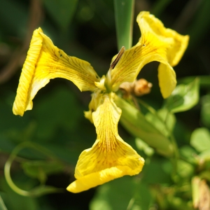 Photographie n°2304106 du taxon Iris pseudacorus L. [1753]