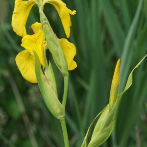 Photographie n°2304109 du taxon Iris pseudacorus L. [1753]