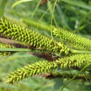 Photographie n°2304204 du taxon Carex riparia Curtis