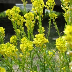 Photographie n°2304205 du taxon Barbarea vulgaris R.Br.