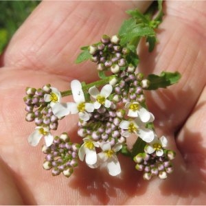 Photographie n°2304223 du taxon Iberis pinnata L. [1755]