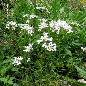 Photographie n°2304224 du taxon Iberis pinnata L. [1755]