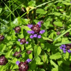 Photographie n°2304244 du taxon Prunella vulgaris L. [1753]